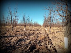 ciruelas